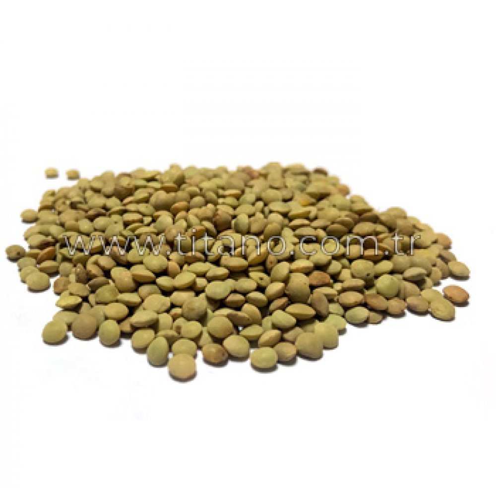 ORGANIC LENTIL SEED